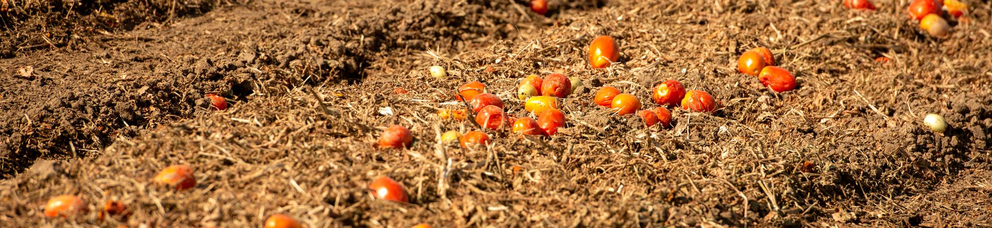 A tomato field after harvest at Russell Ranch on September 12, 2019.